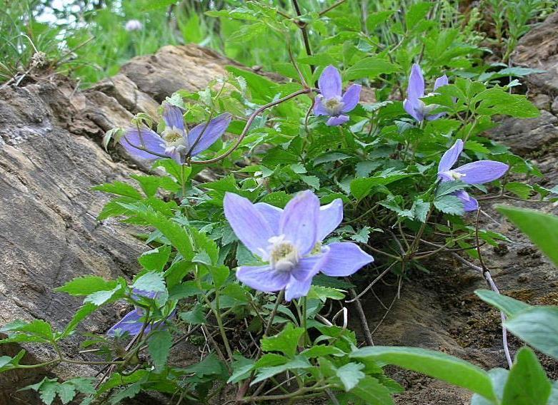 Clematis alpina / Clematide alpina